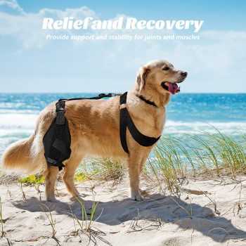 dog knee pads 677