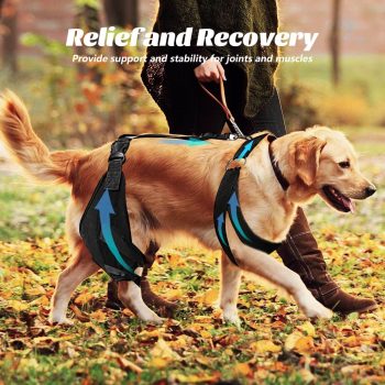 dog knee pads 680