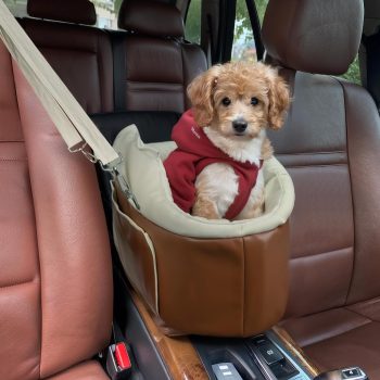 pet car seat for small animals 07